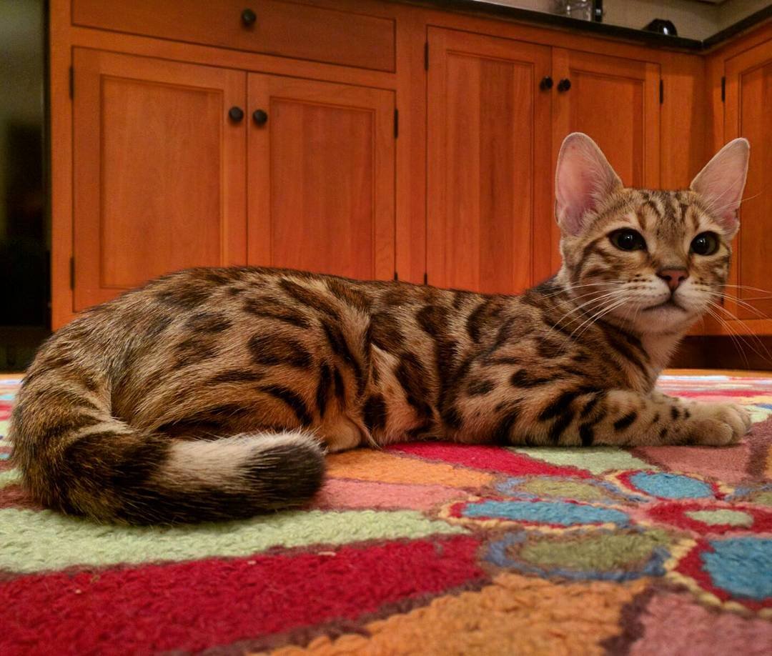 Purebred kitten for sale South Africa