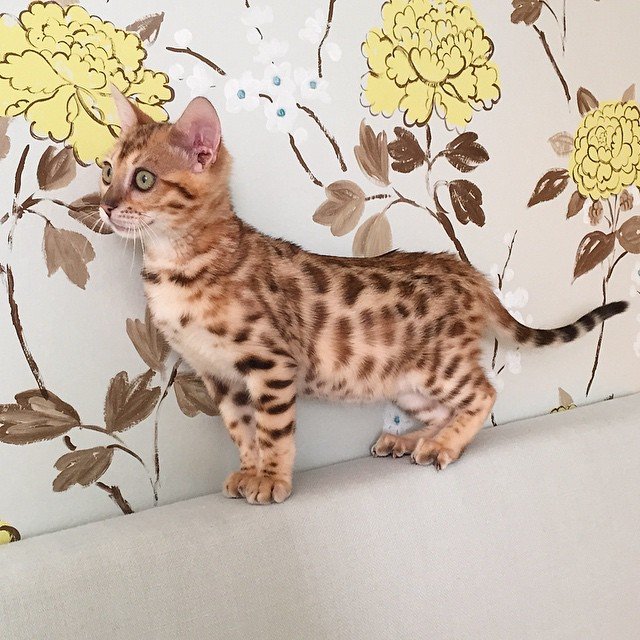 Bengal kitten Leo for sale