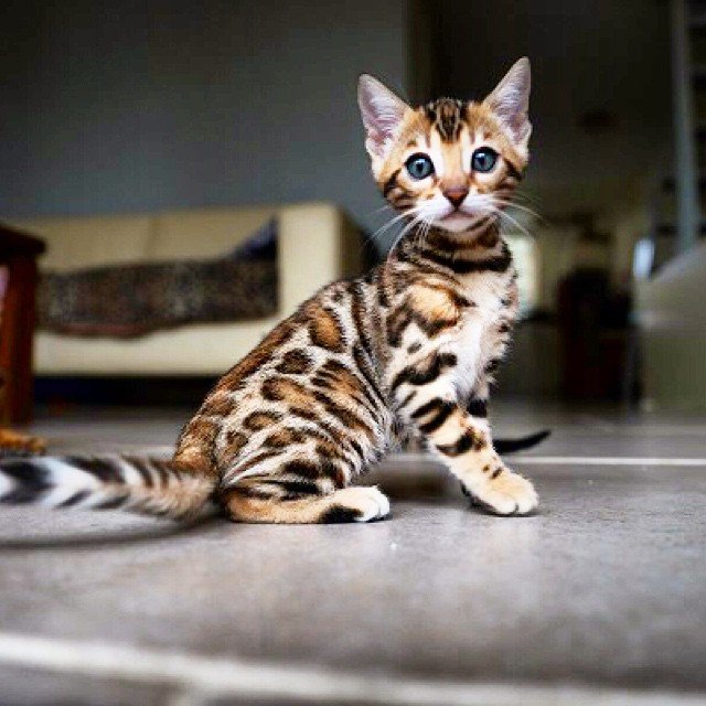 Bengal kitten Mika for sale