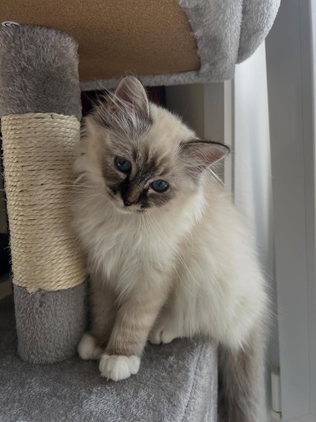Birman kitten for sale South Africa