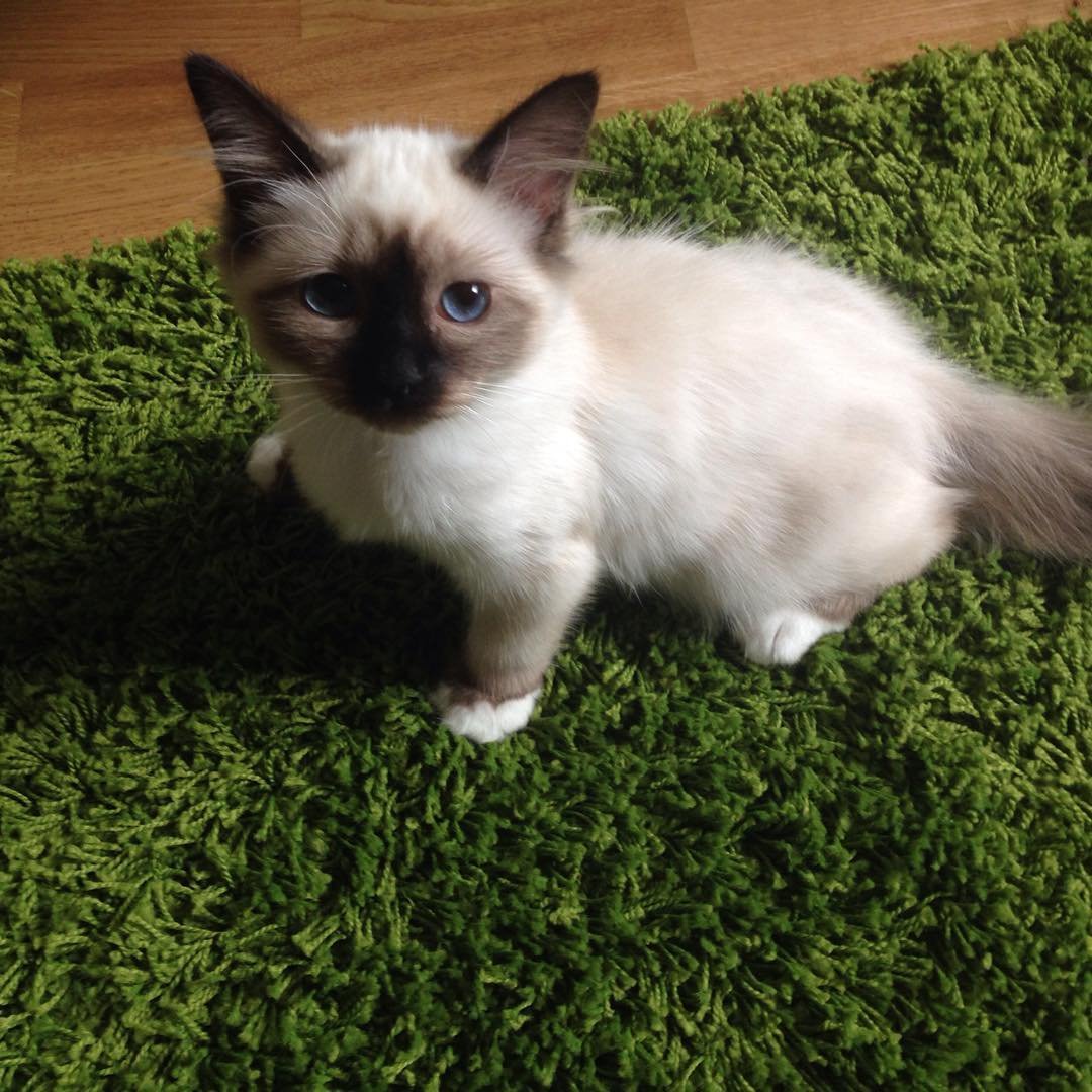 Birman kitten Dora for sale