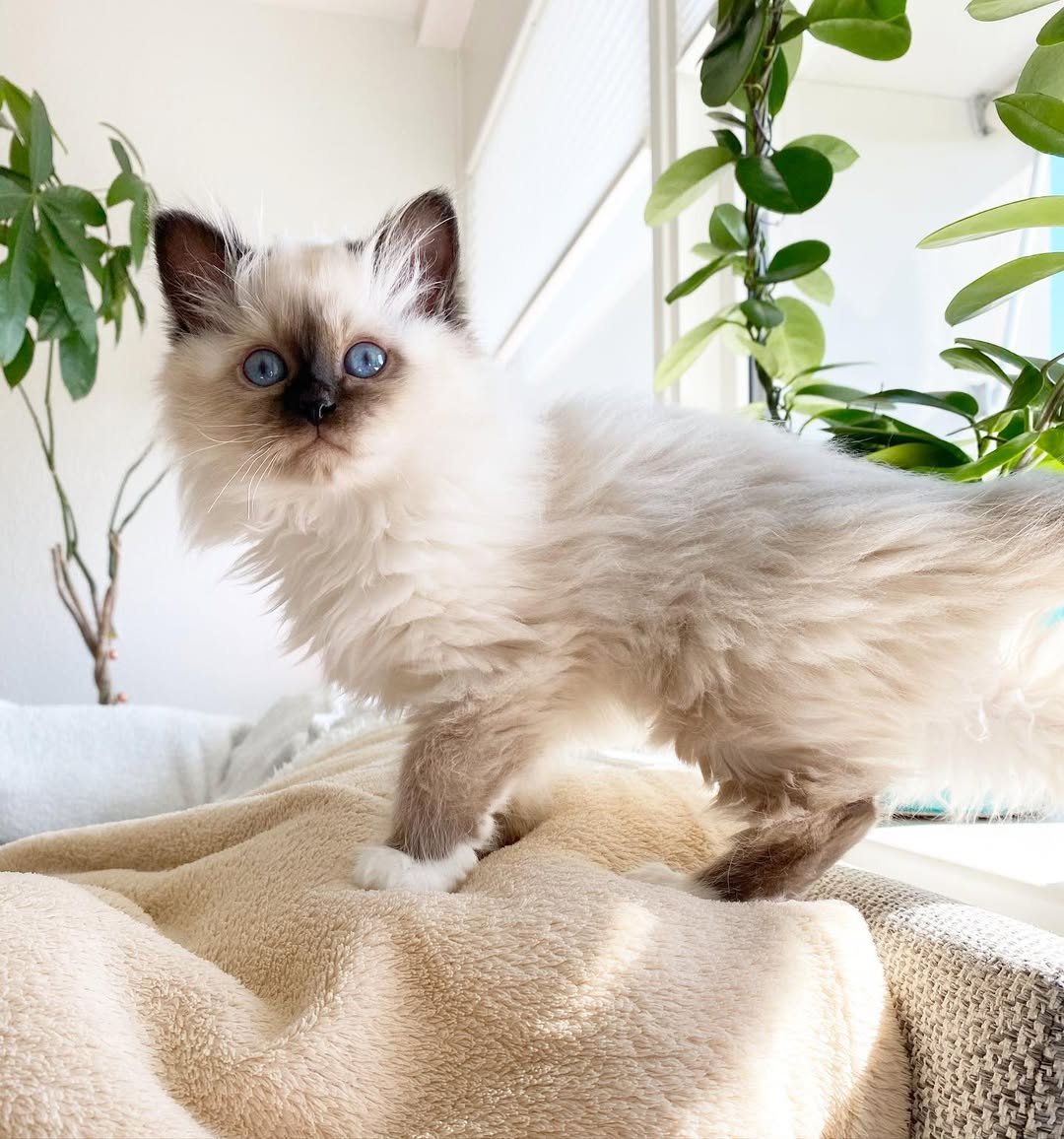 Birman kitten KiKi for sale