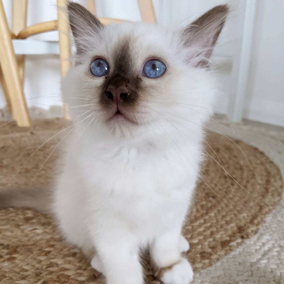 Birman kitten Milo for sale