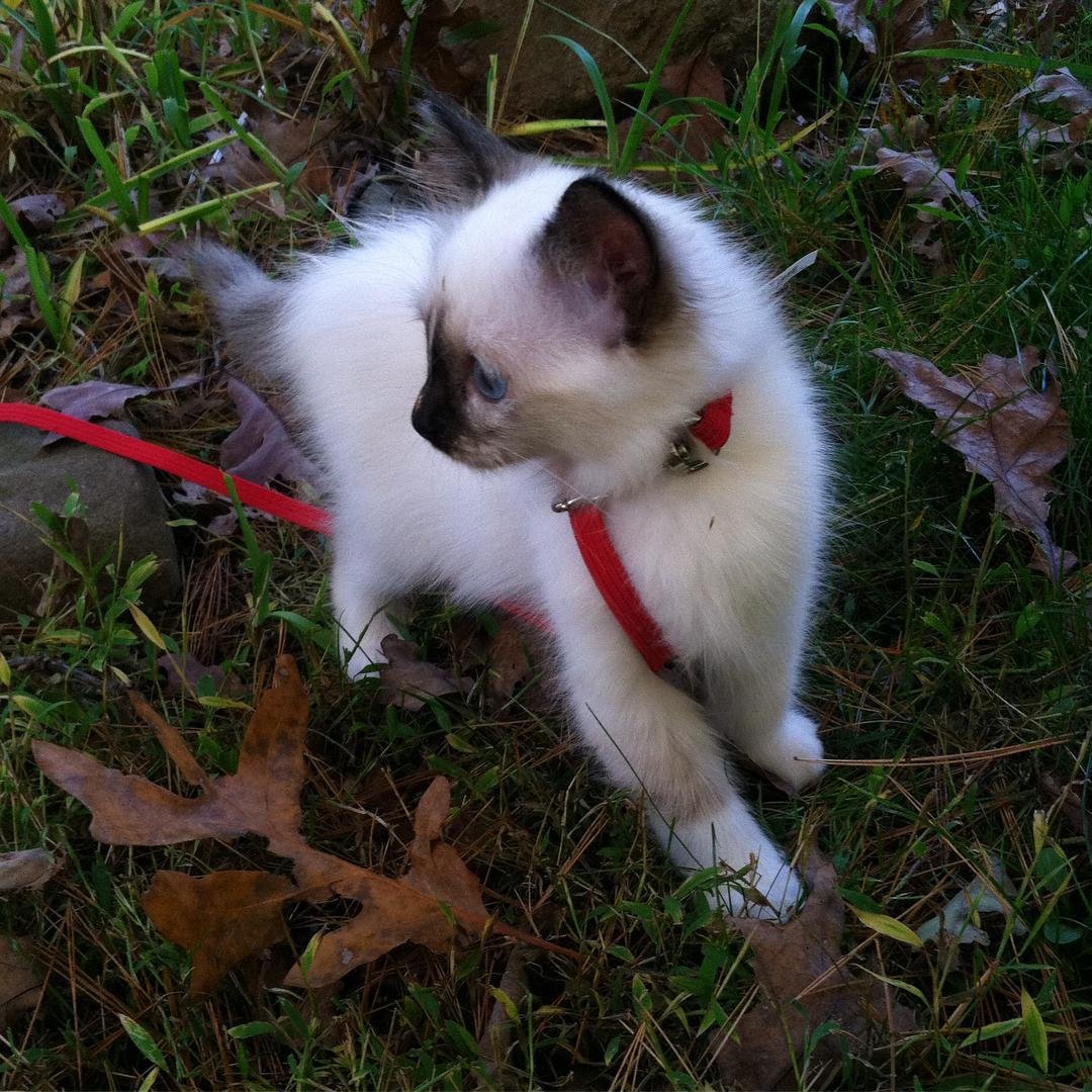 Birman kitten Tommy for sale