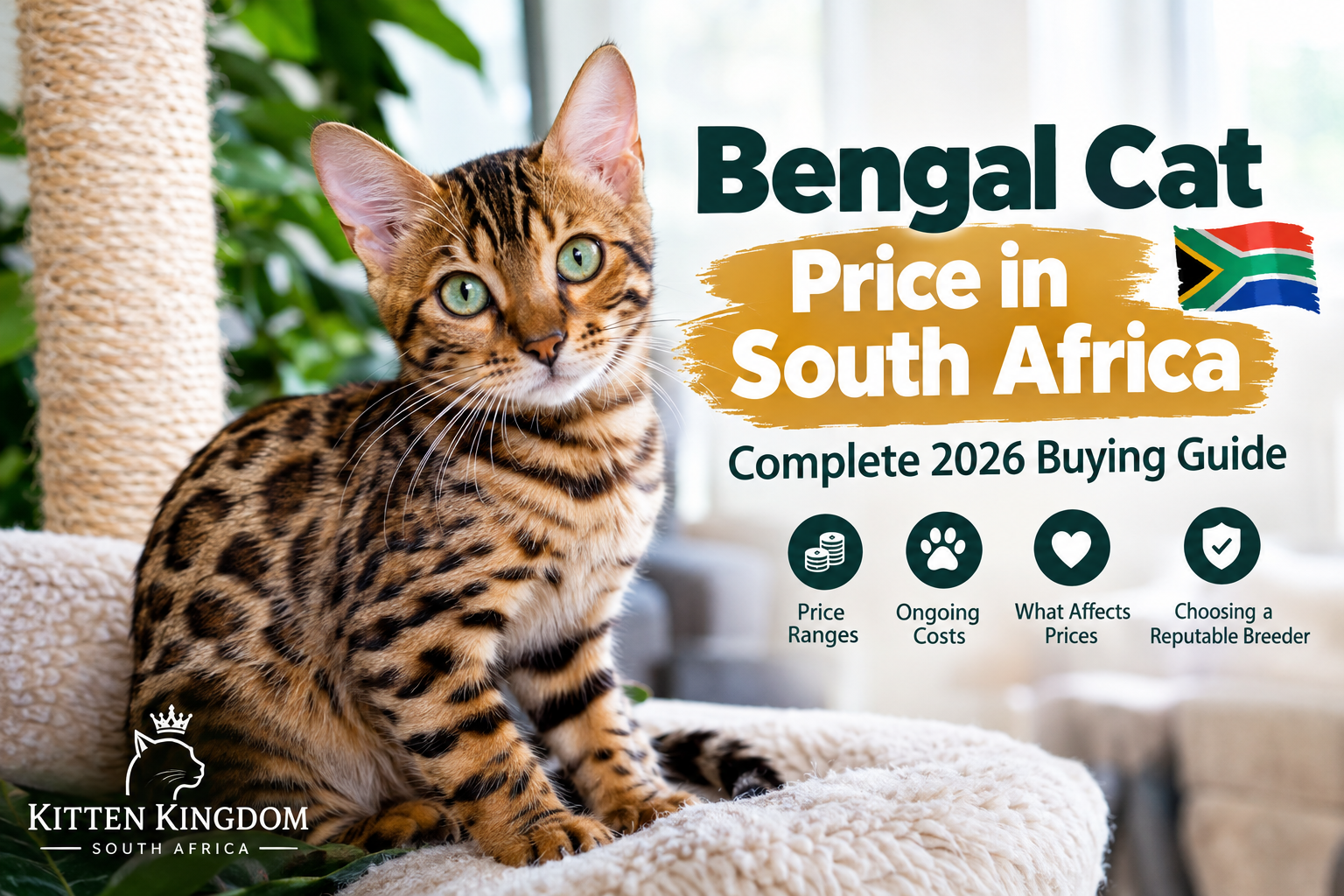 Bengal Cat Price in South Africa: Complete 2026 Buying Guide