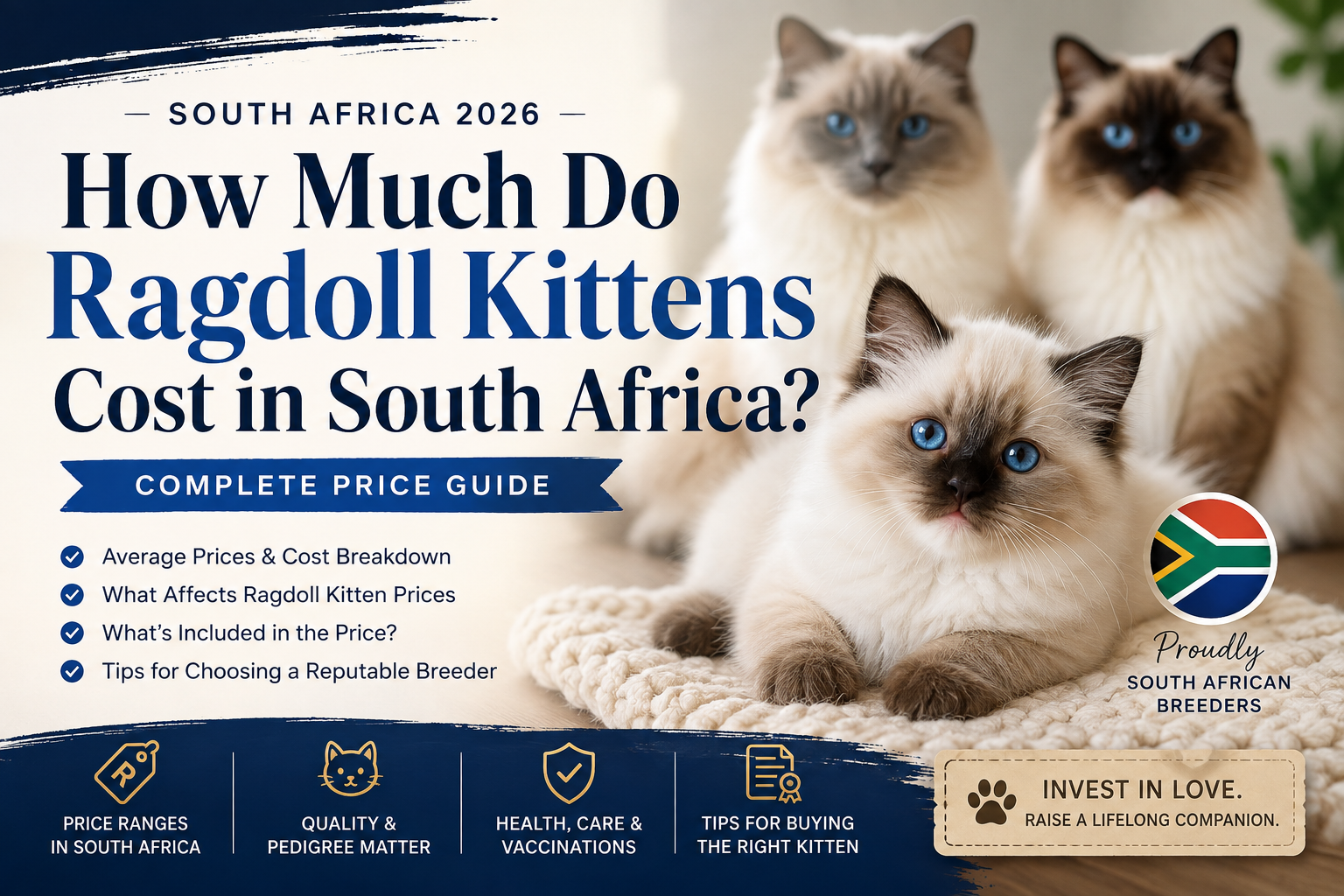 How Much Do Ragdoll Kittens Cost in South Africa? Complete 2026 Price Guide