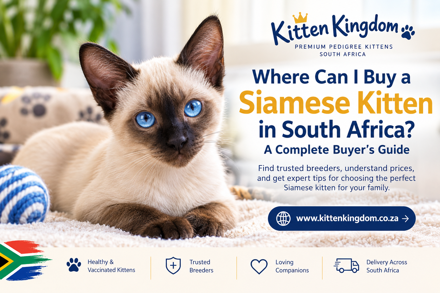 Where Can I Buy a Siamese Kitten in South Africa? A Complete Buyer’s Guide