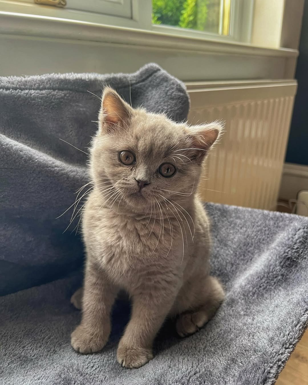 British Shorthair kitten chinchila for sale