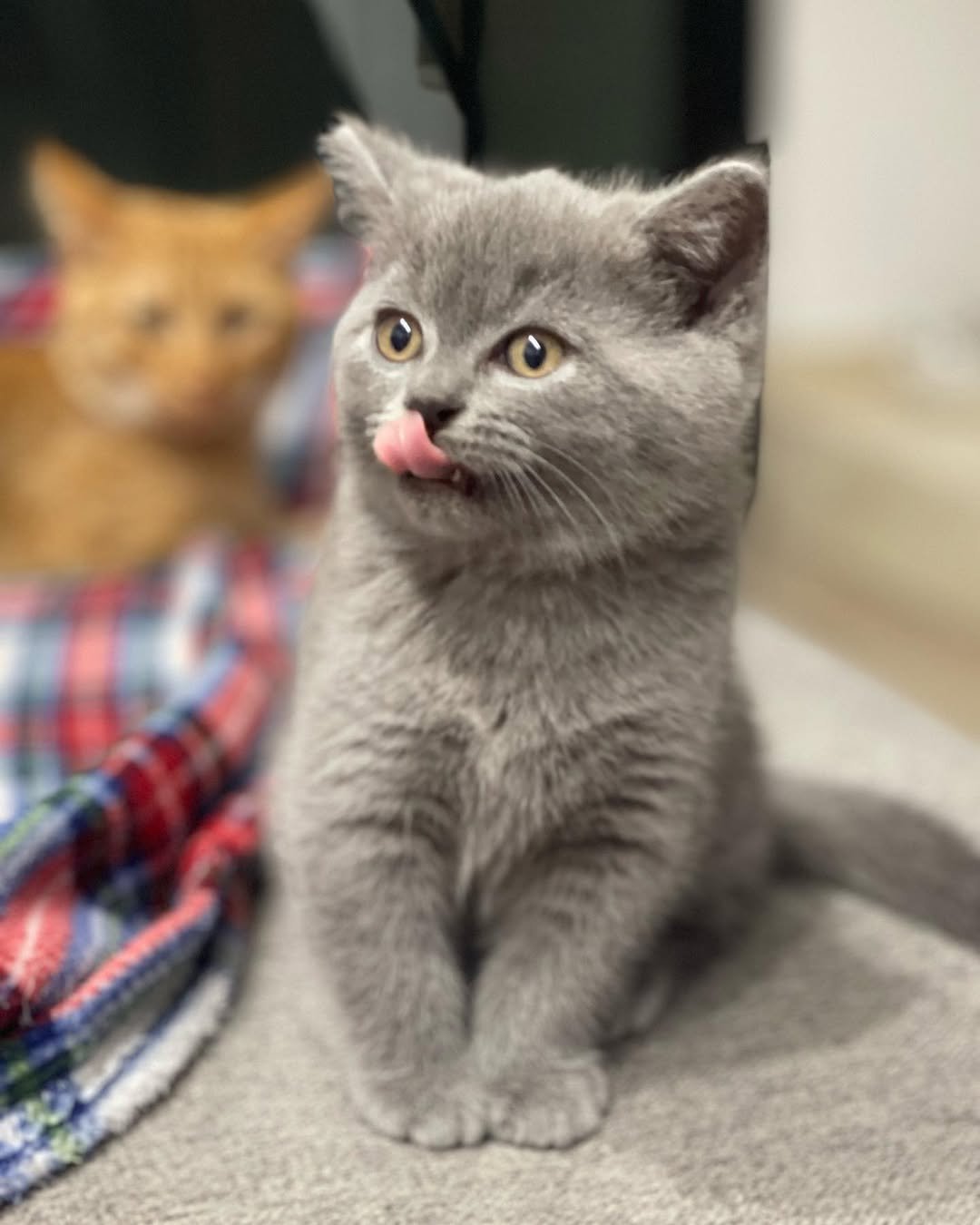 British Shorthair kitten Freddie for sale