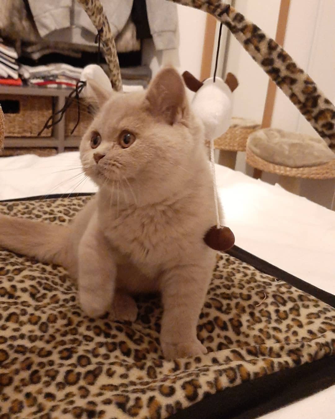 British Shorthair kitten for sale South Africa