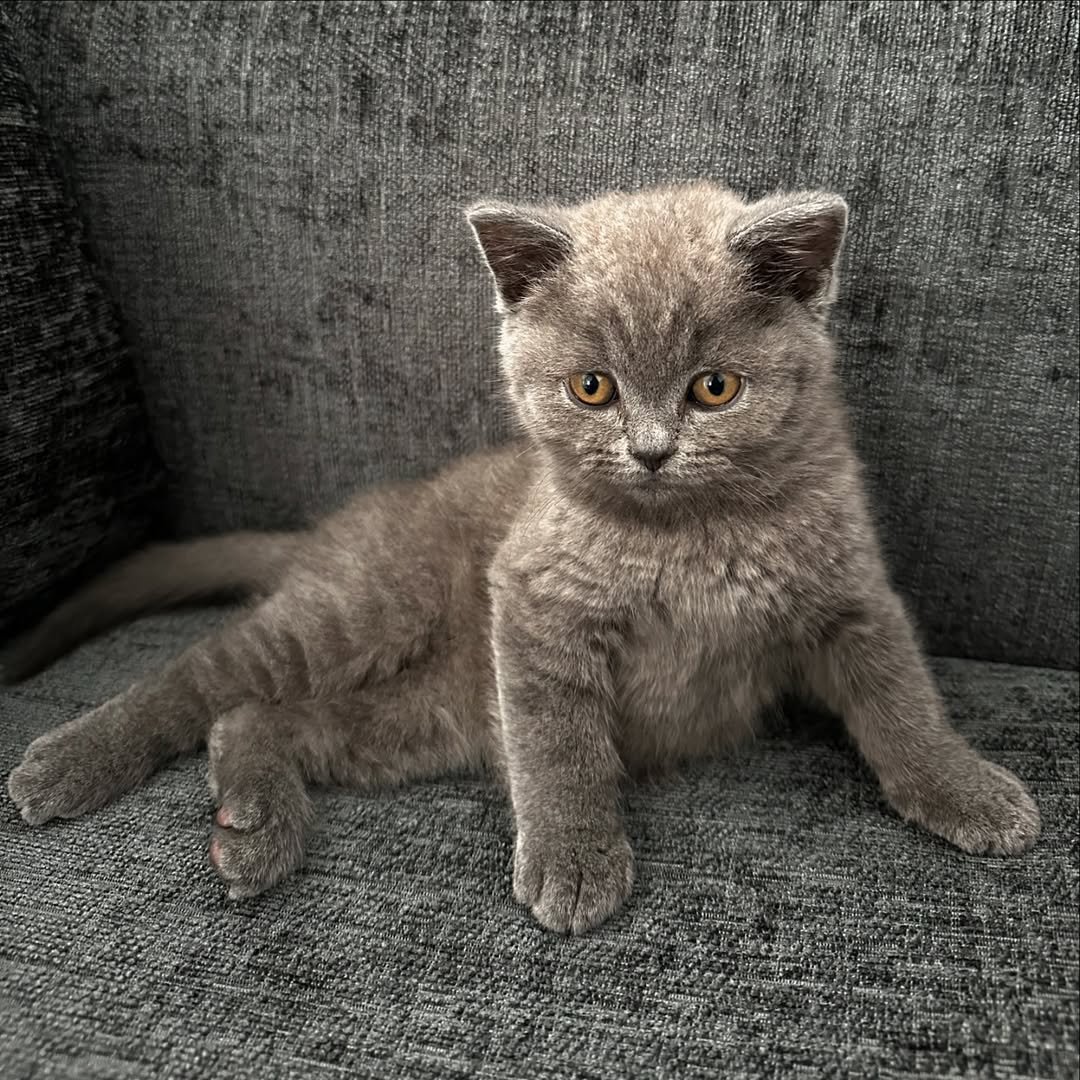 British Shorthair kitten Shadow for sale