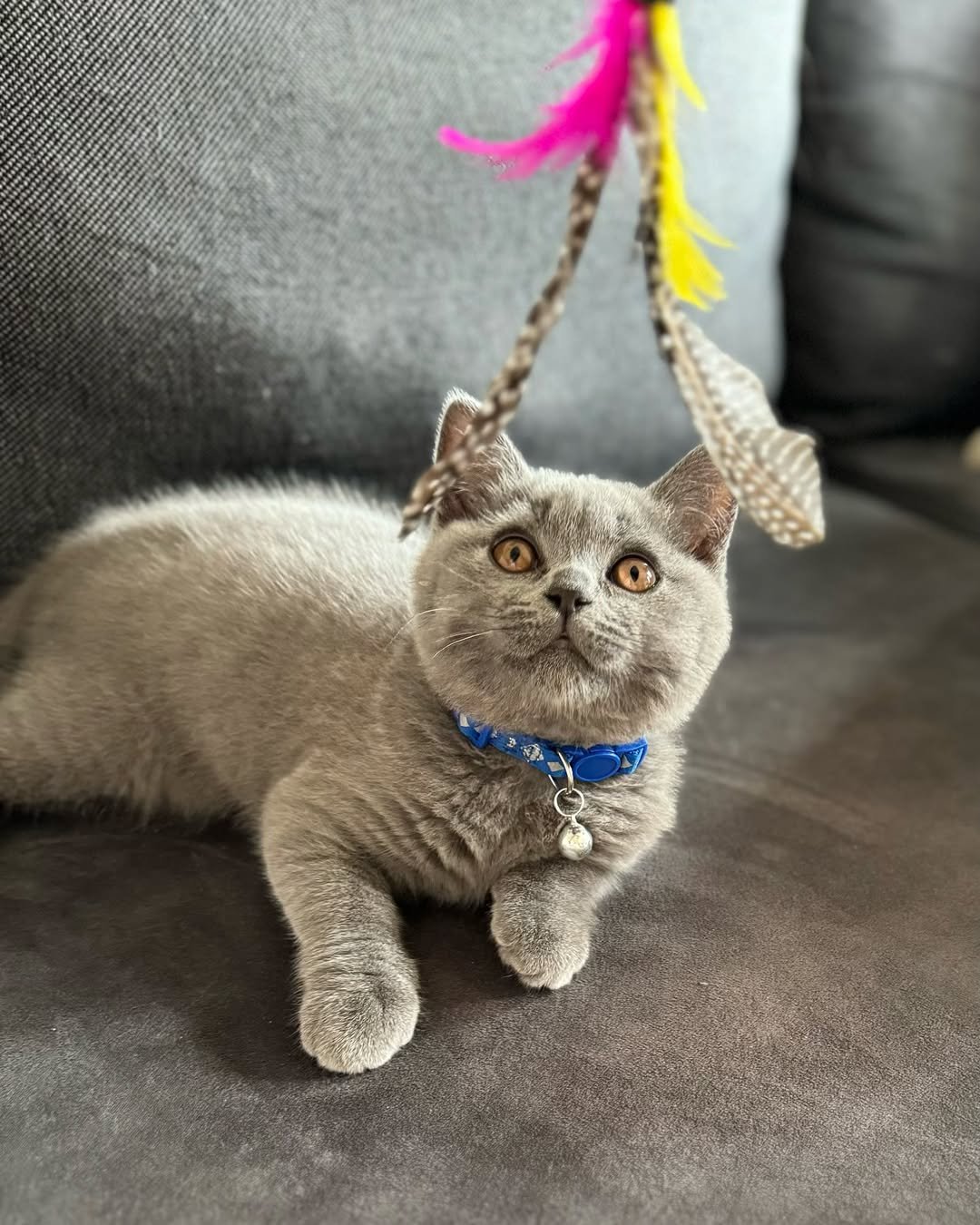 British Shorthair kitten Simba for sale