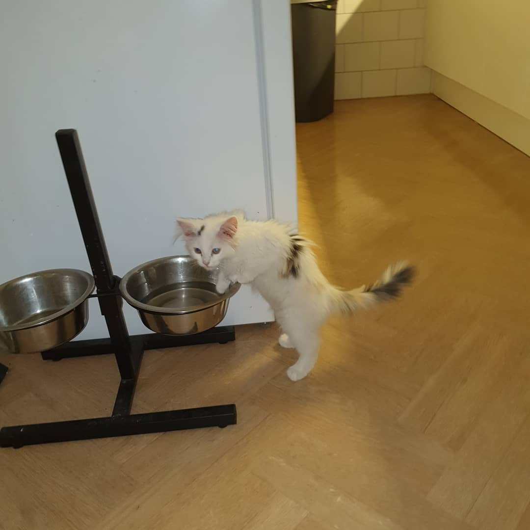 Maine Coon kitten Jasper for sale