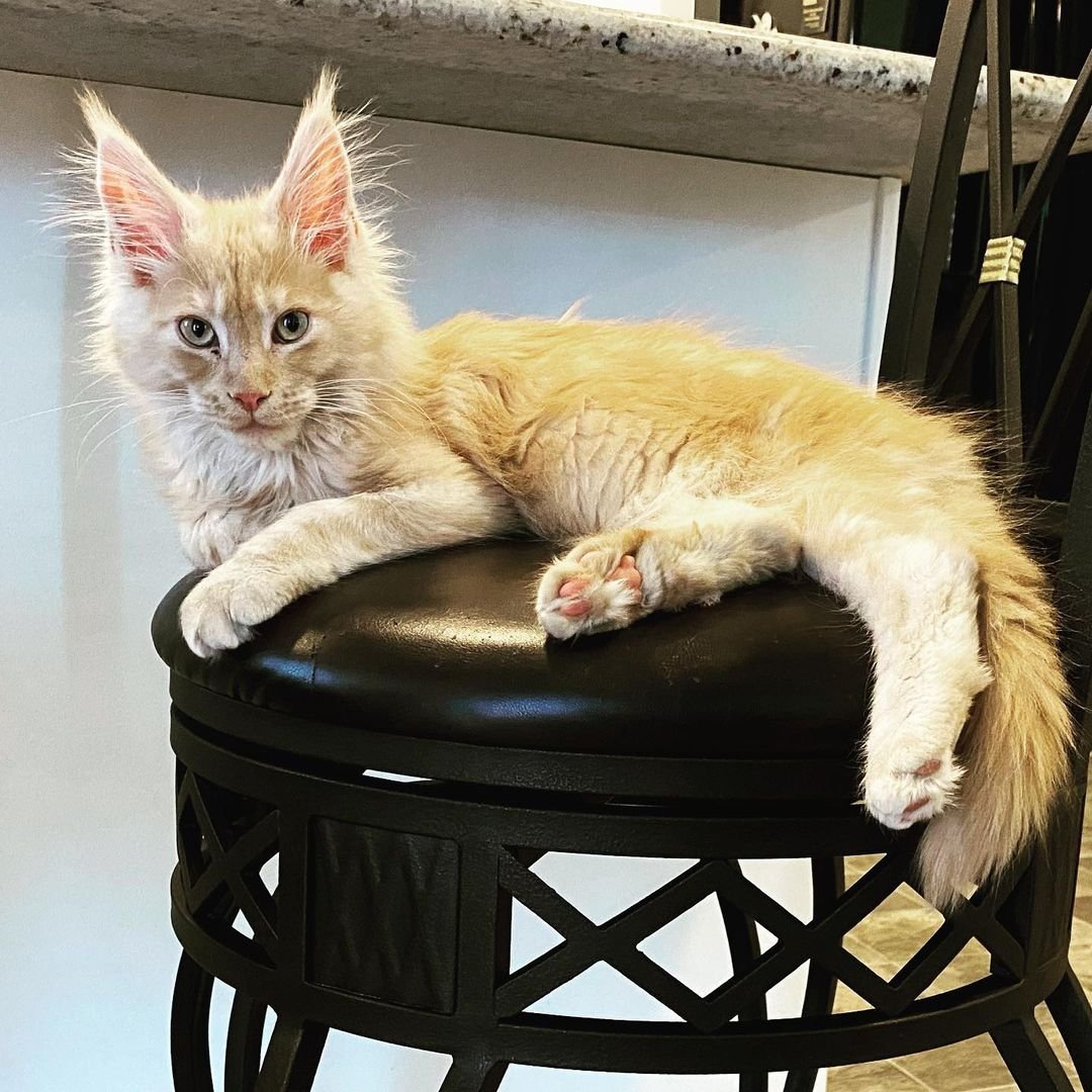 Maine Coon kitten Leo for sale