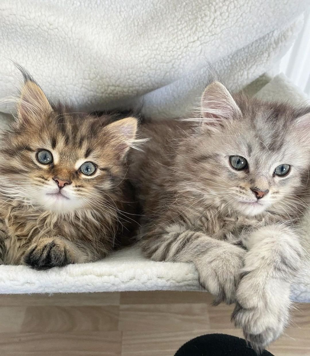 Maine Coon kitten Loki & thor for sale