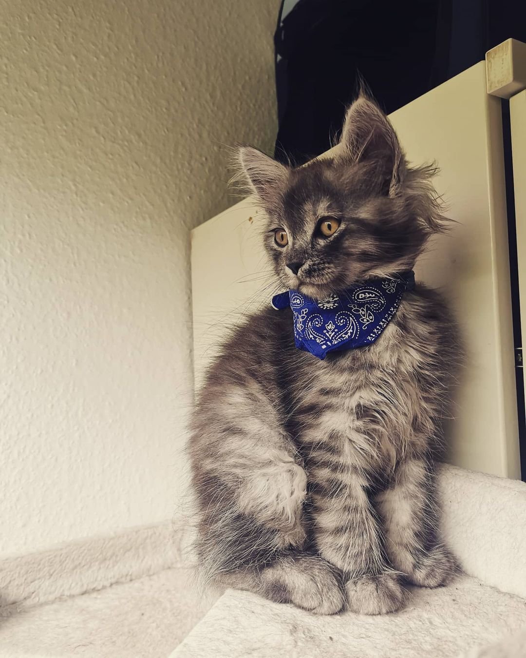 Maine Coon kitten Milo for sale