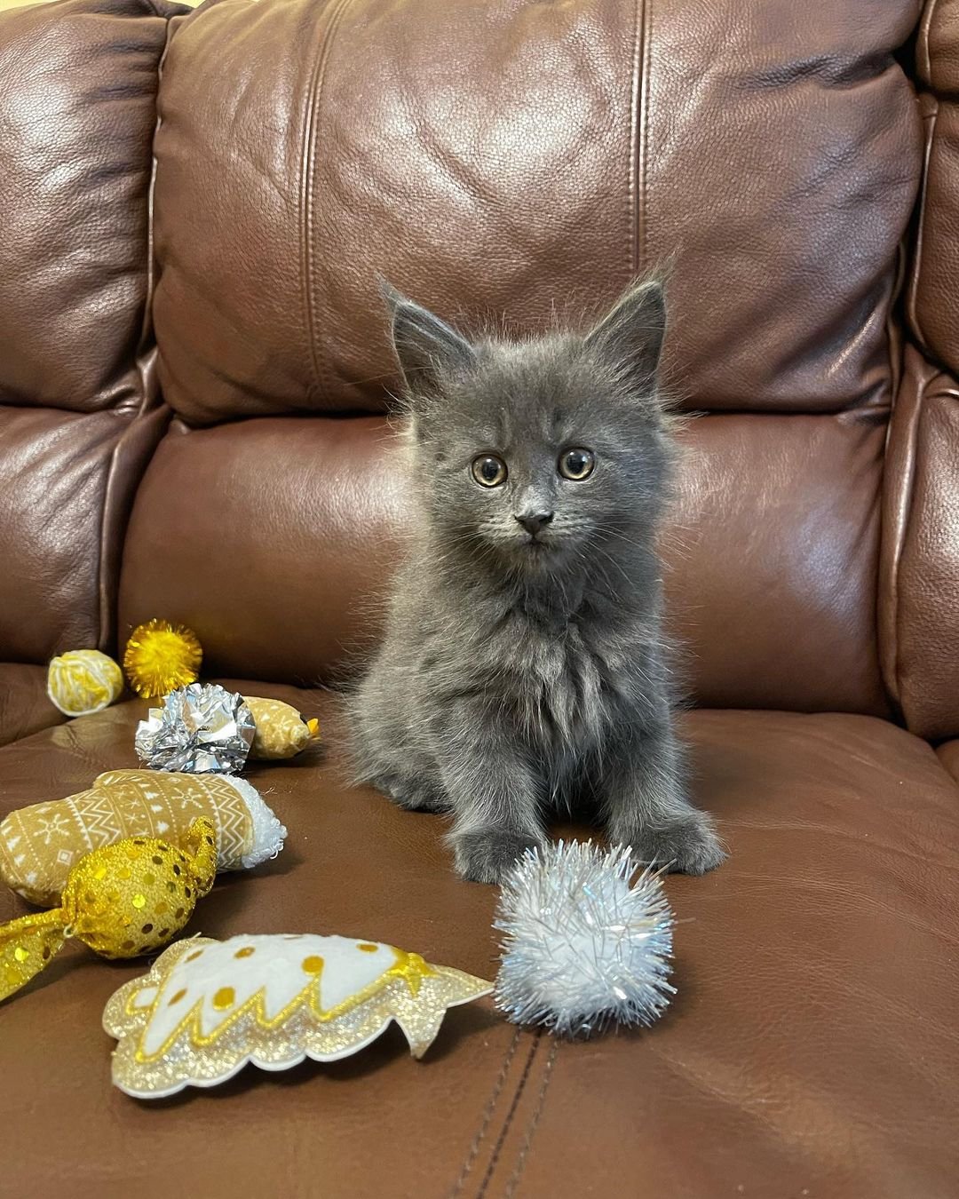 Maine Coon kitten Nora for sale