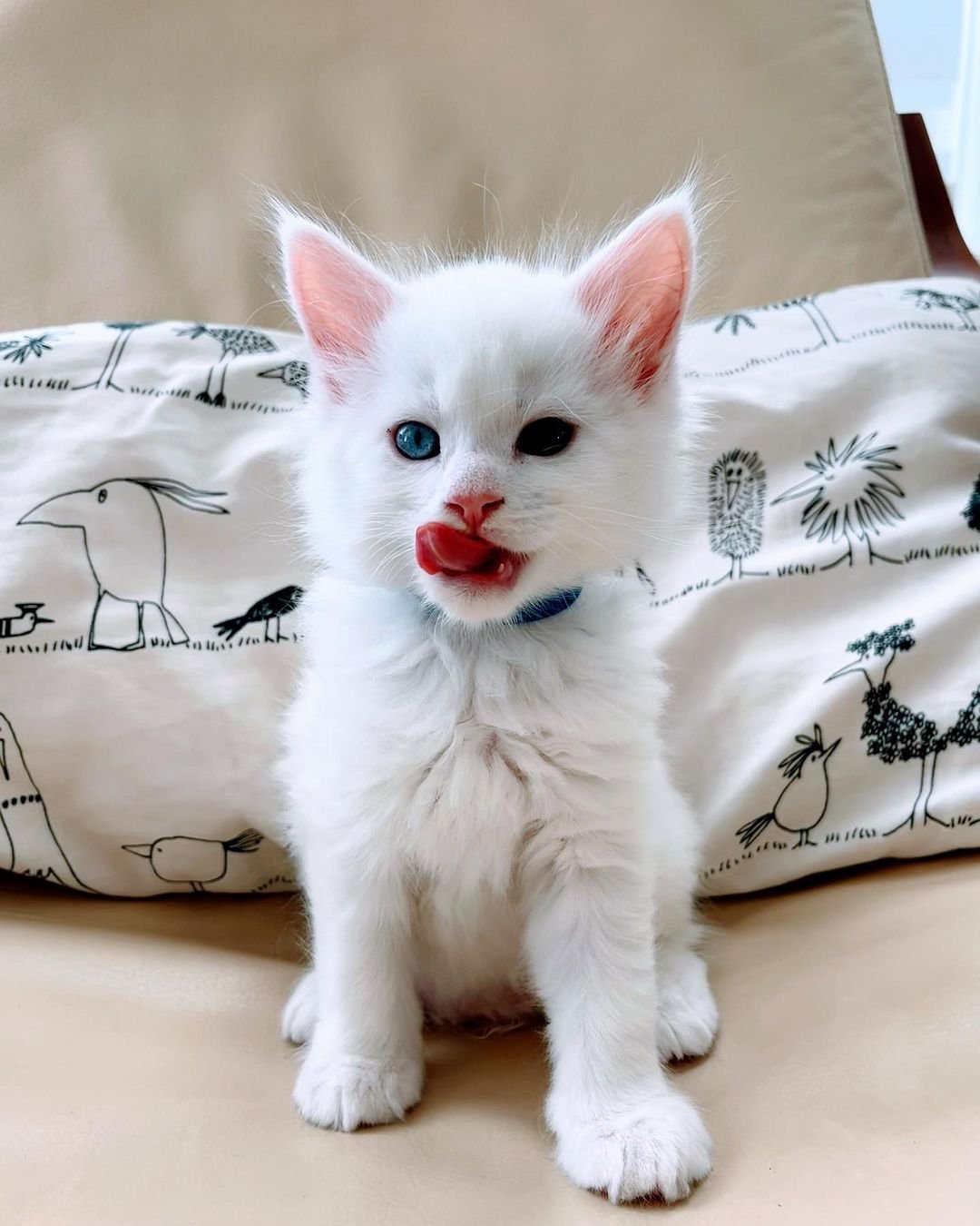 Maine Coon kitten Snow for sale