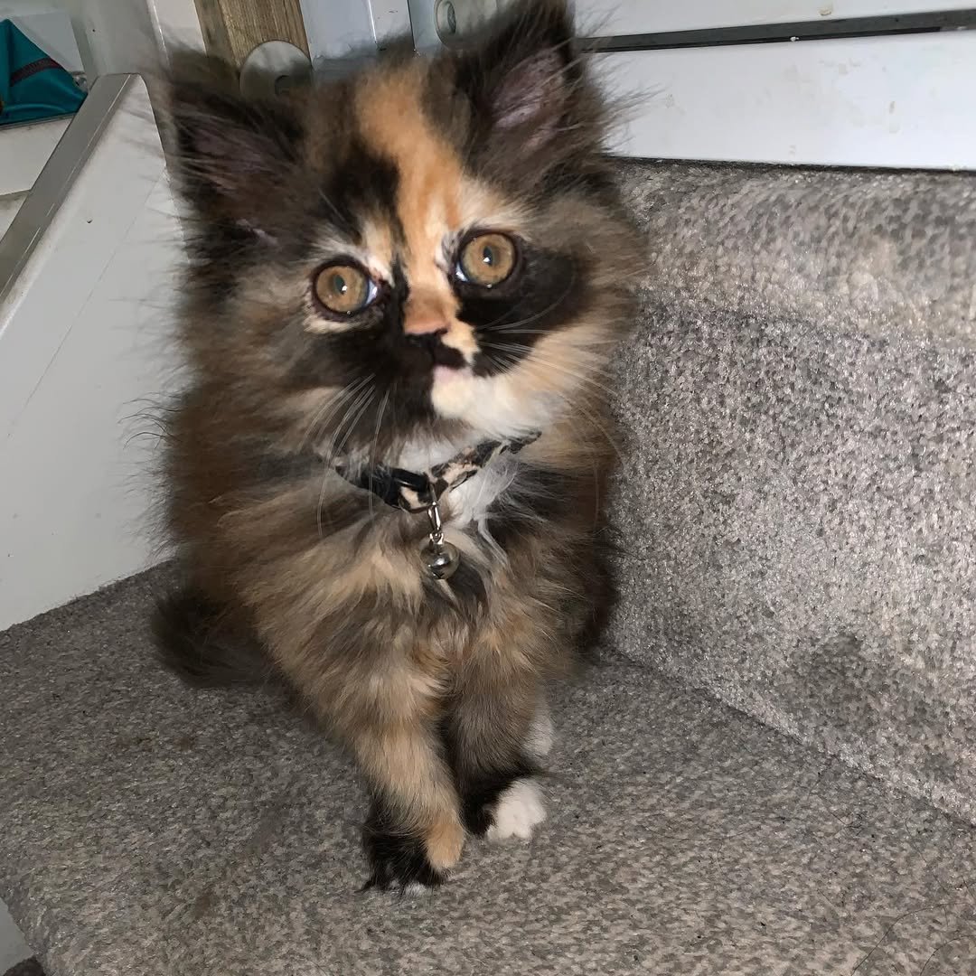 Persian kitten Bianca for sale