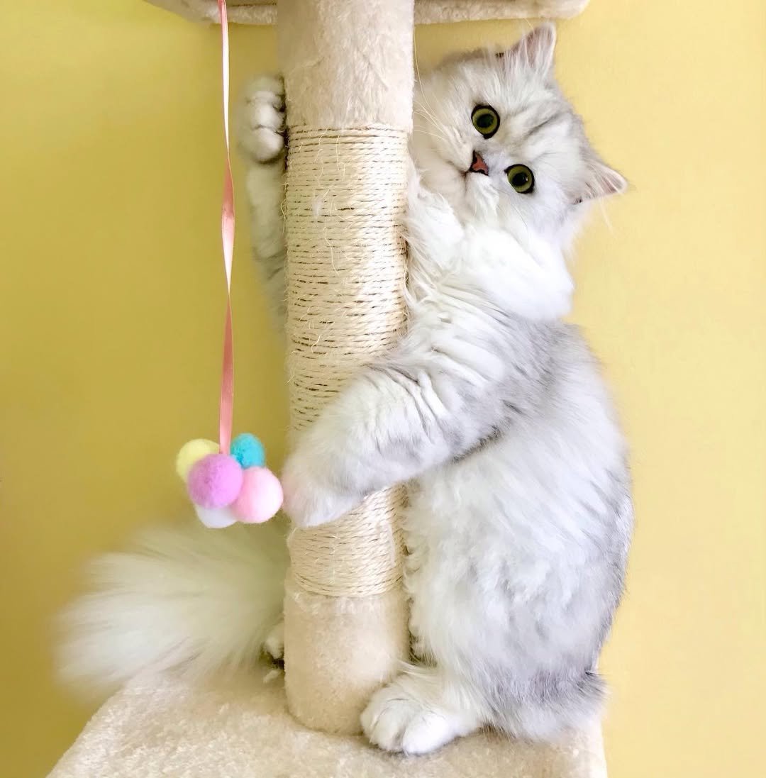Persian kitten mirabellla for sale