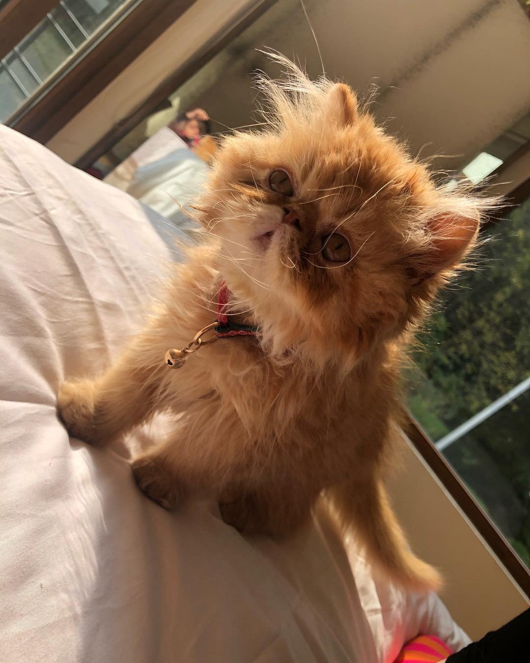Persian kitten Oliver for sale