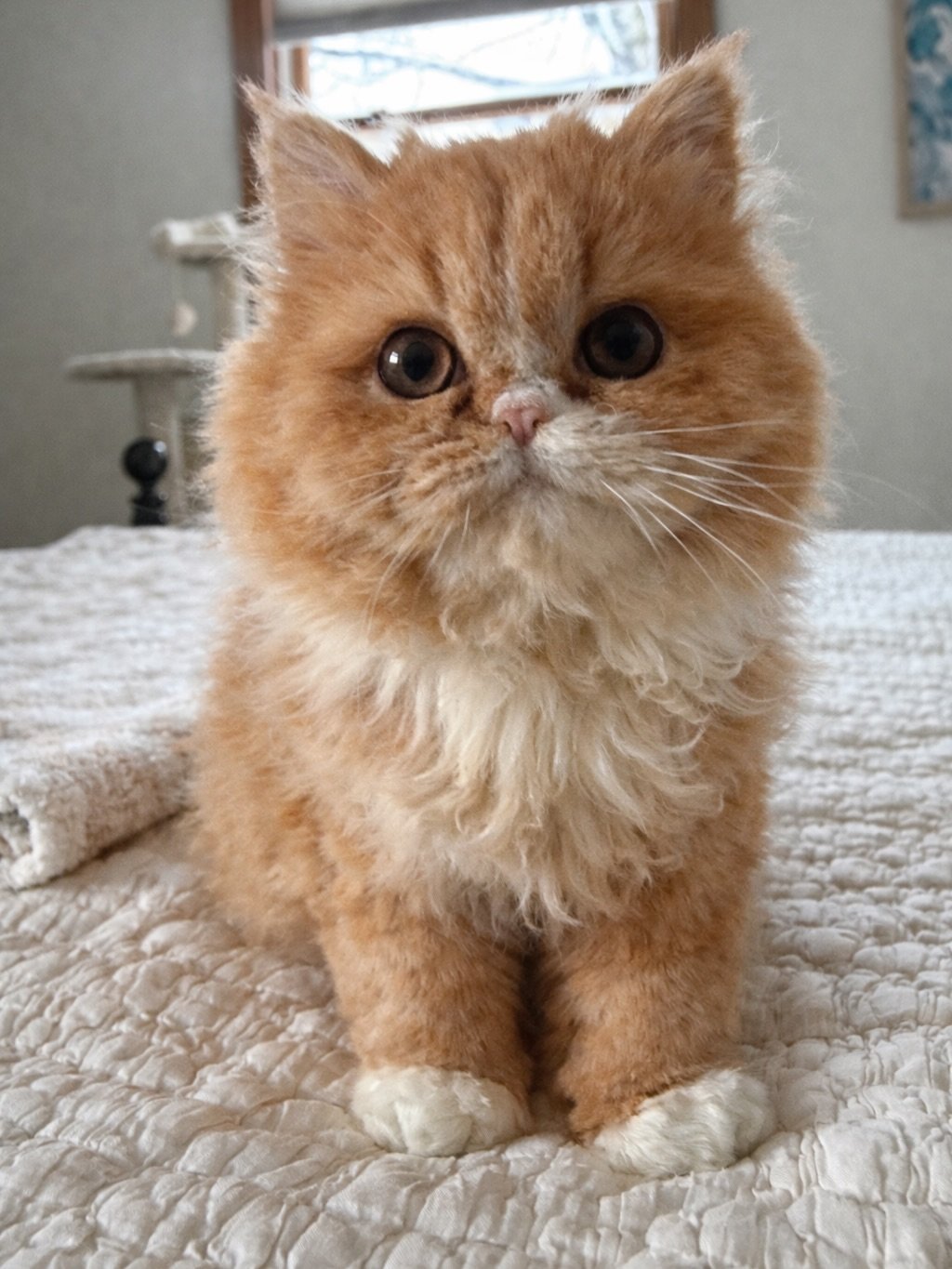 Persian kitten Pattson for sale