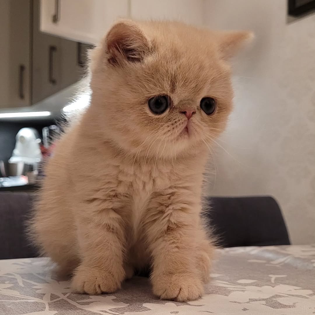Persian kitten Timo for sale