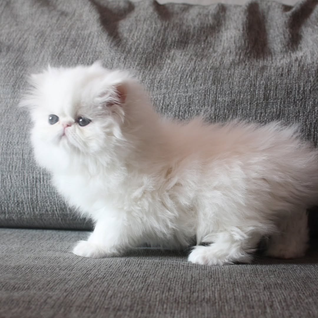 Persian kitten tina for sale