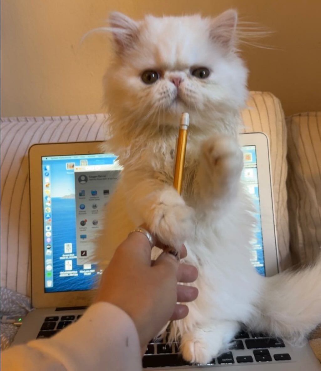 Persian kitten Tracy for sale