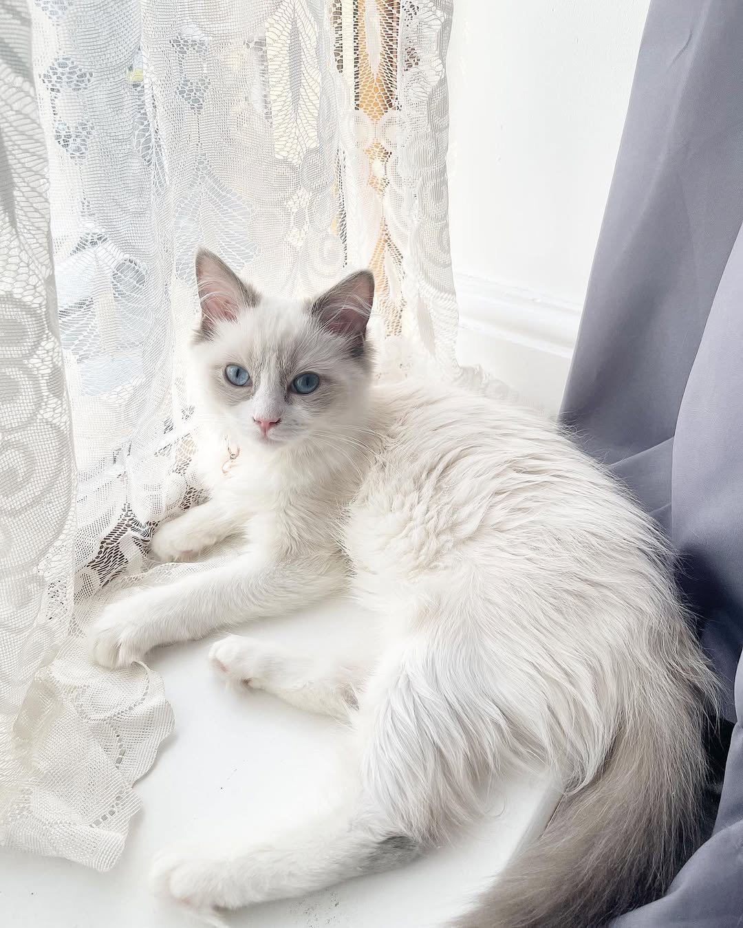 Ragdoll kitten for sale South Africa