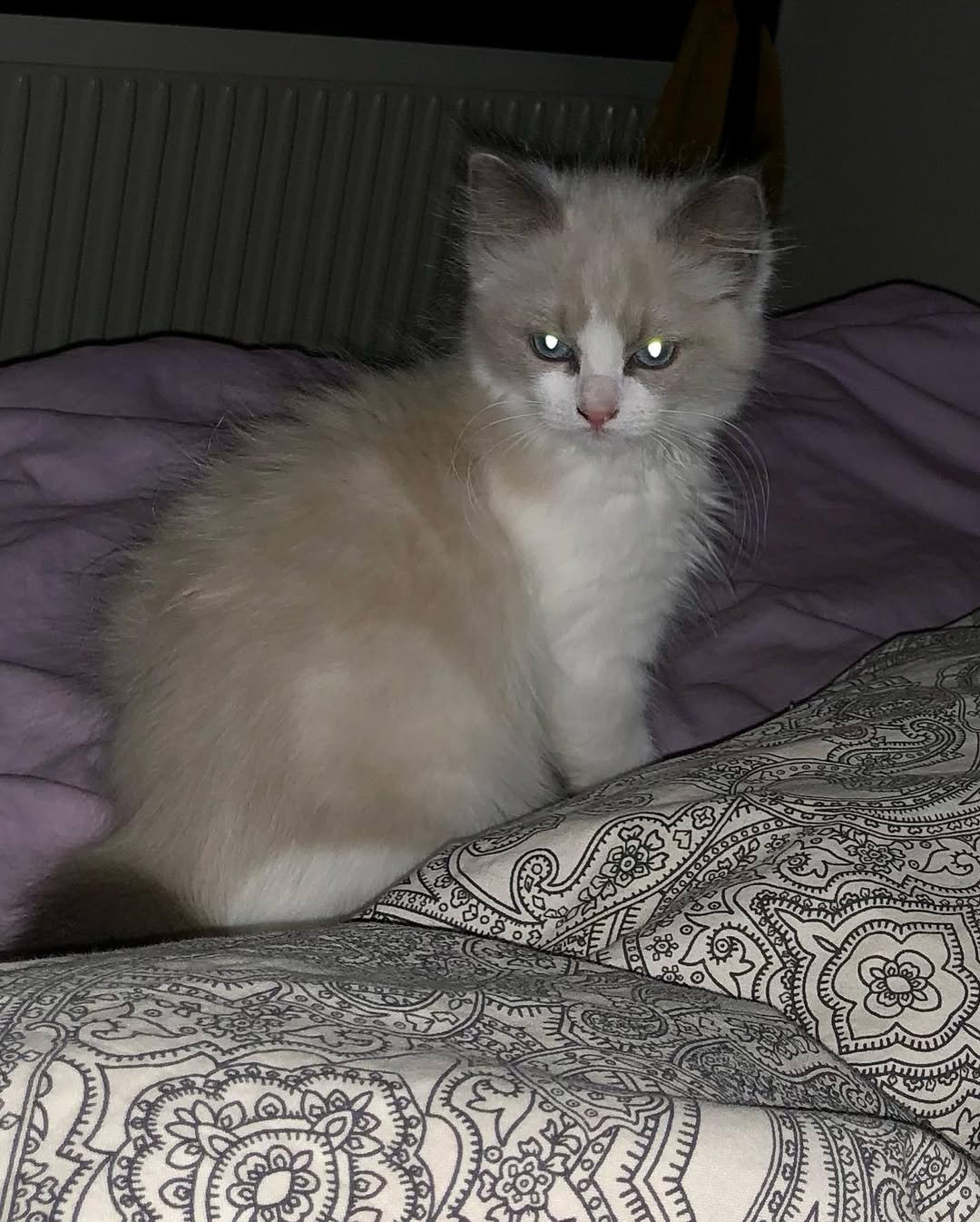 Ragdoll kitten Freddie for sale