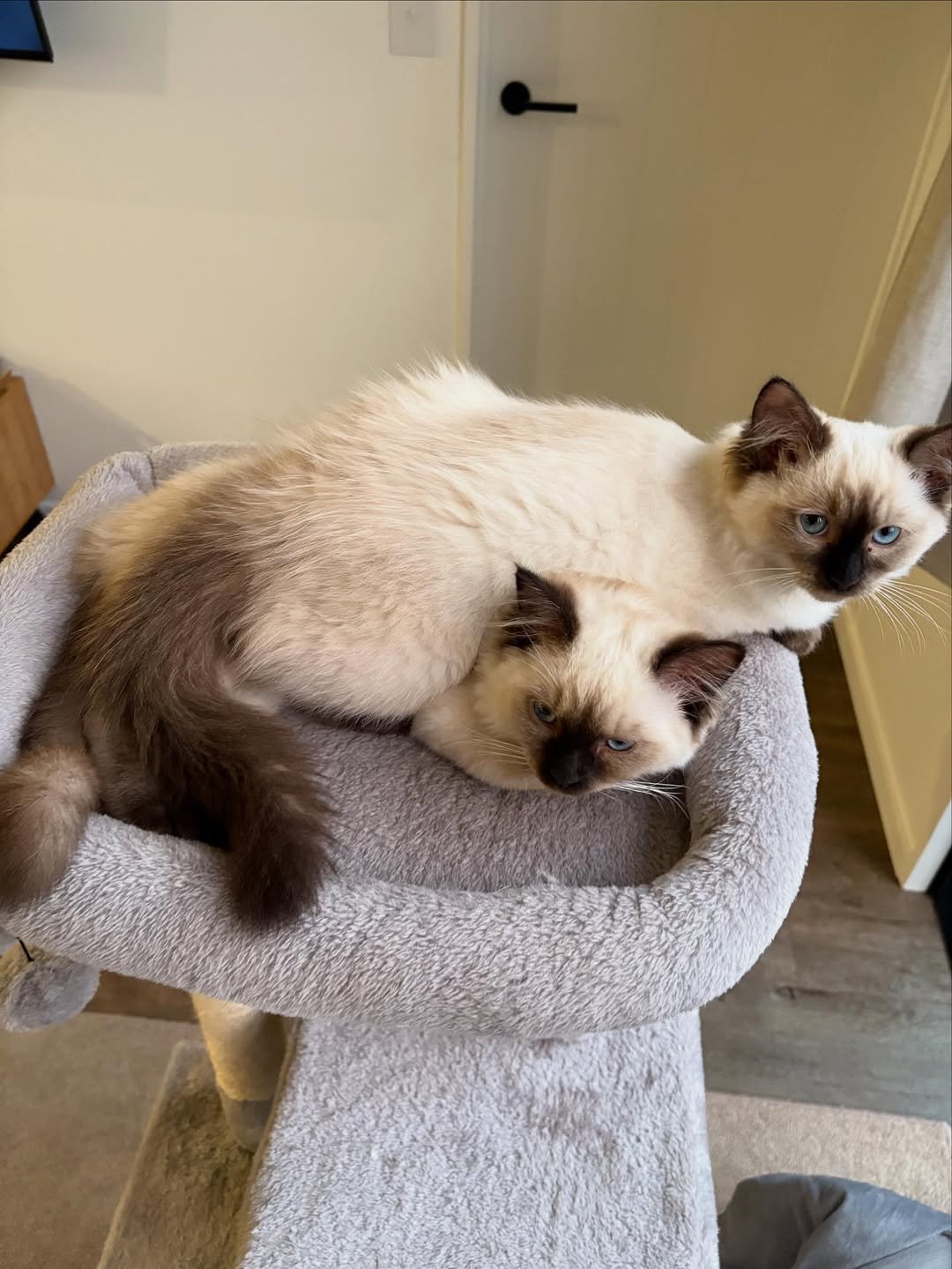 Ragdoll kitten Loki & Scott for sale