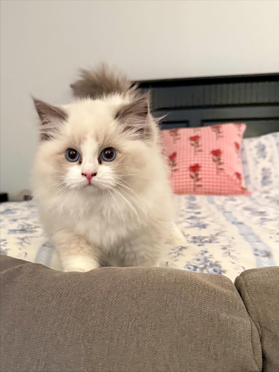 Ragdoll kitten Mika for sale