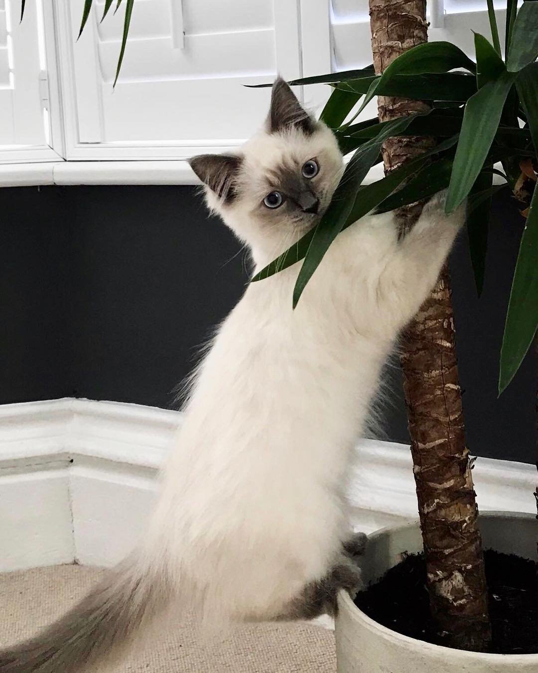 Ragdoll kitten Monty for sale