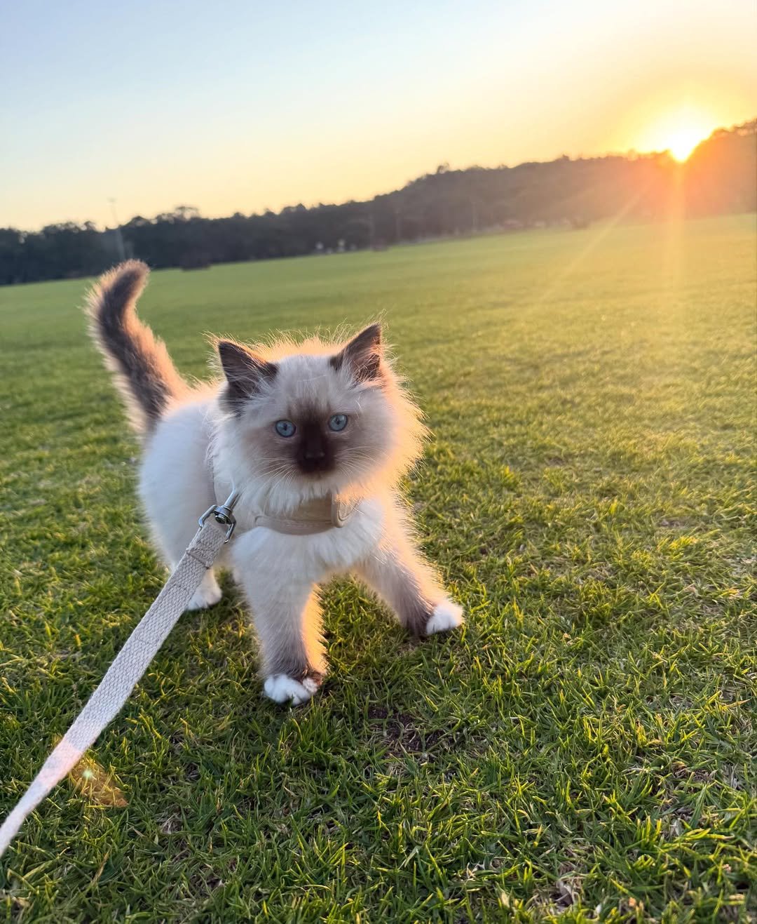 Ragdoll kitten Roxy for sale