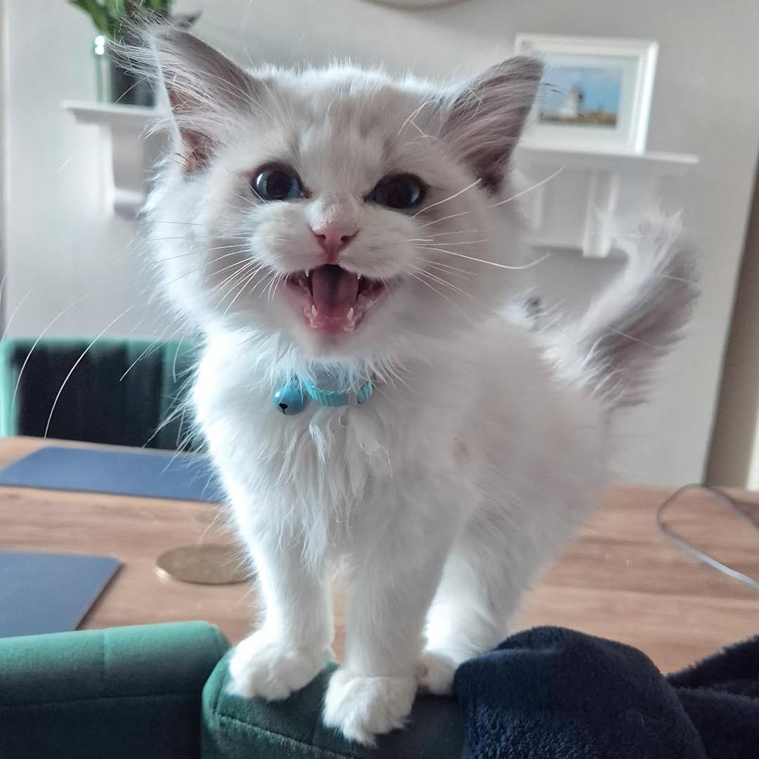Ragdoll kitten Wendy for sale