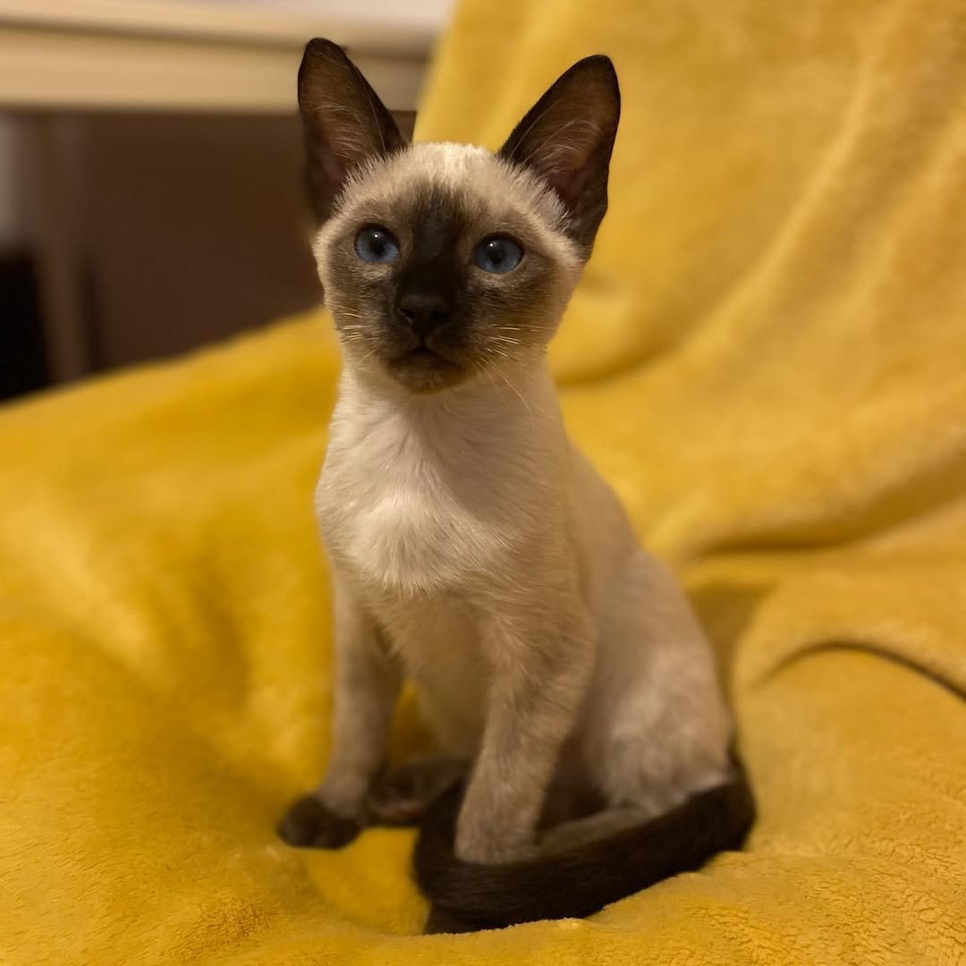 Siamese kitten Bruno for sale
