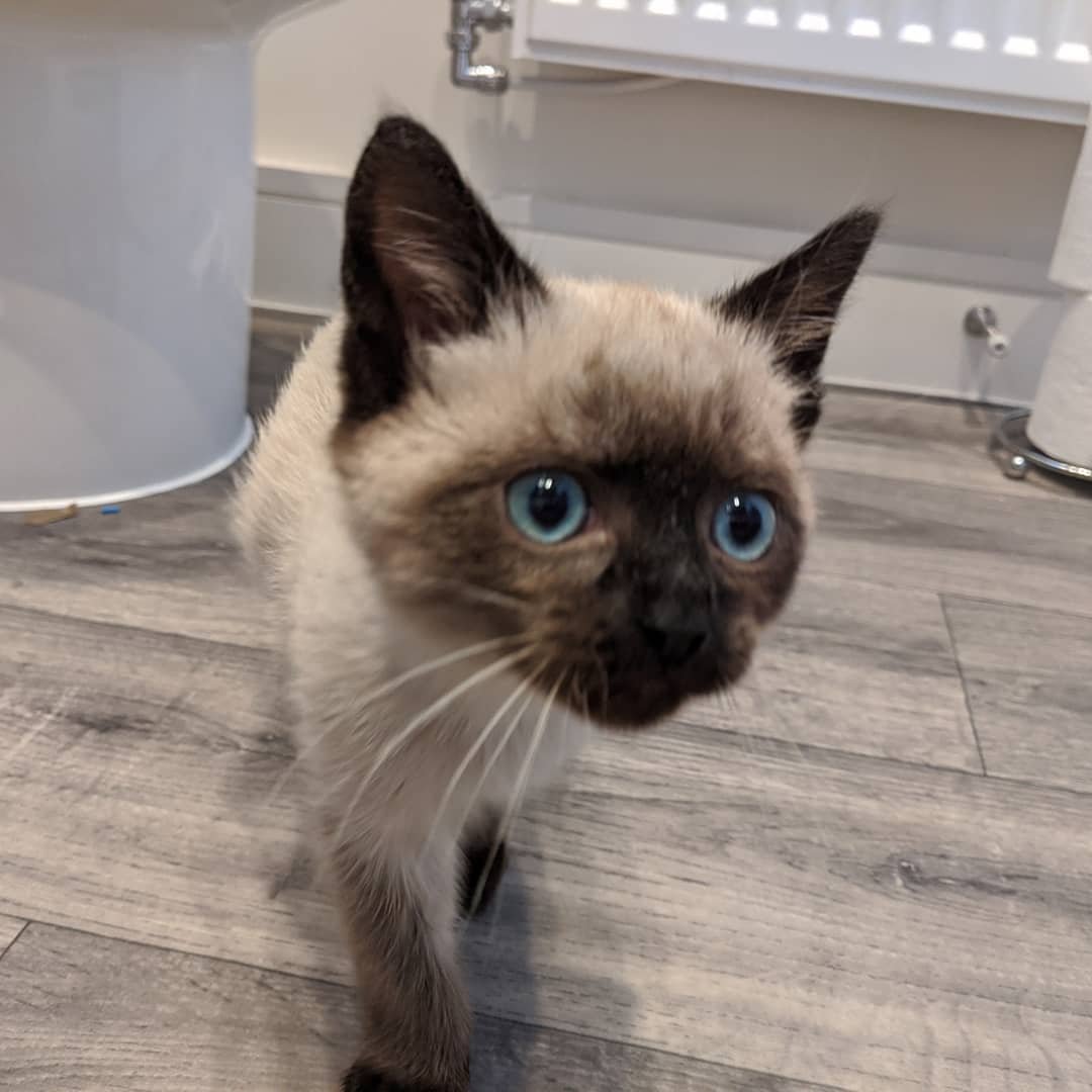 Siamese kitten floki for sale
