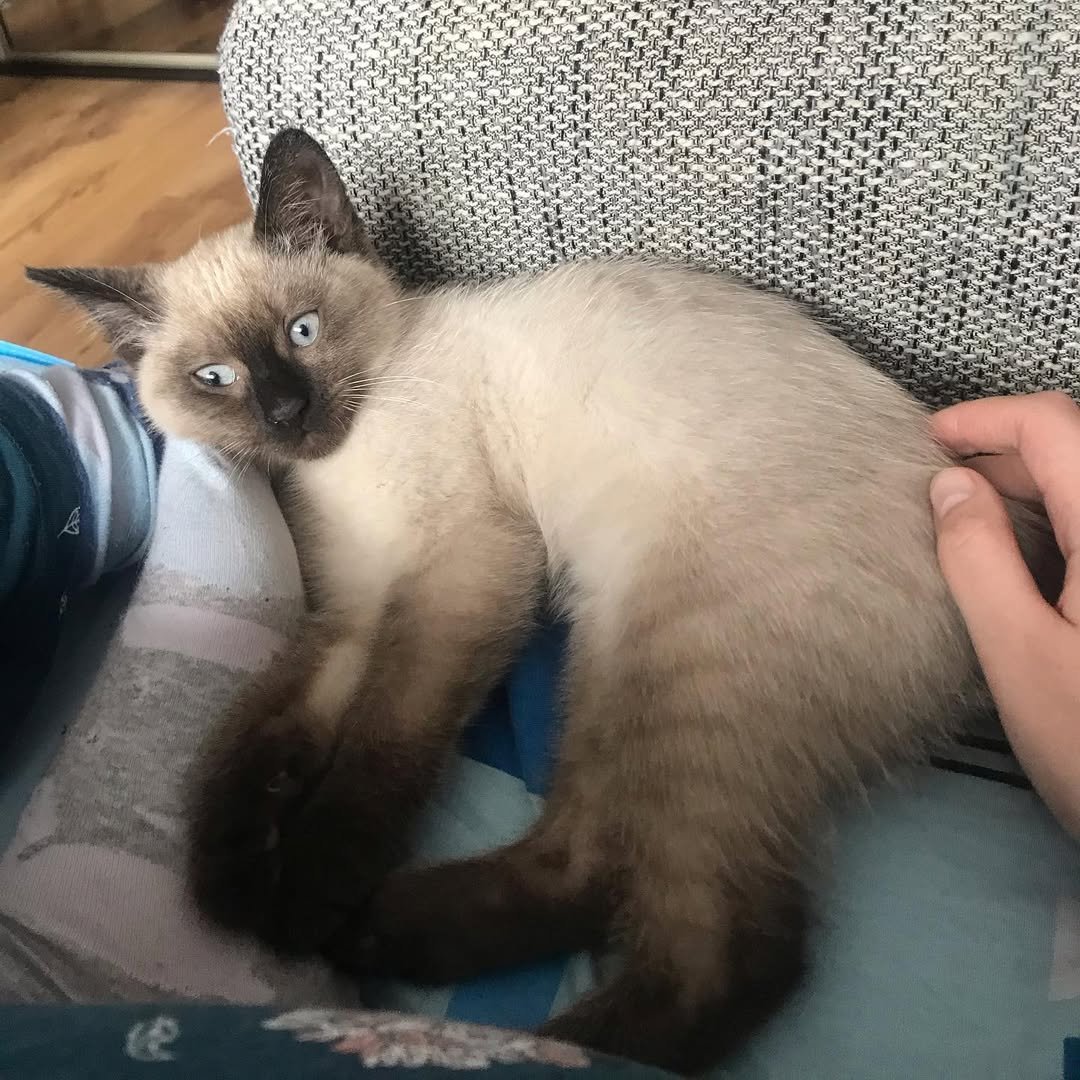 Siamese kitten Ramsy for sale