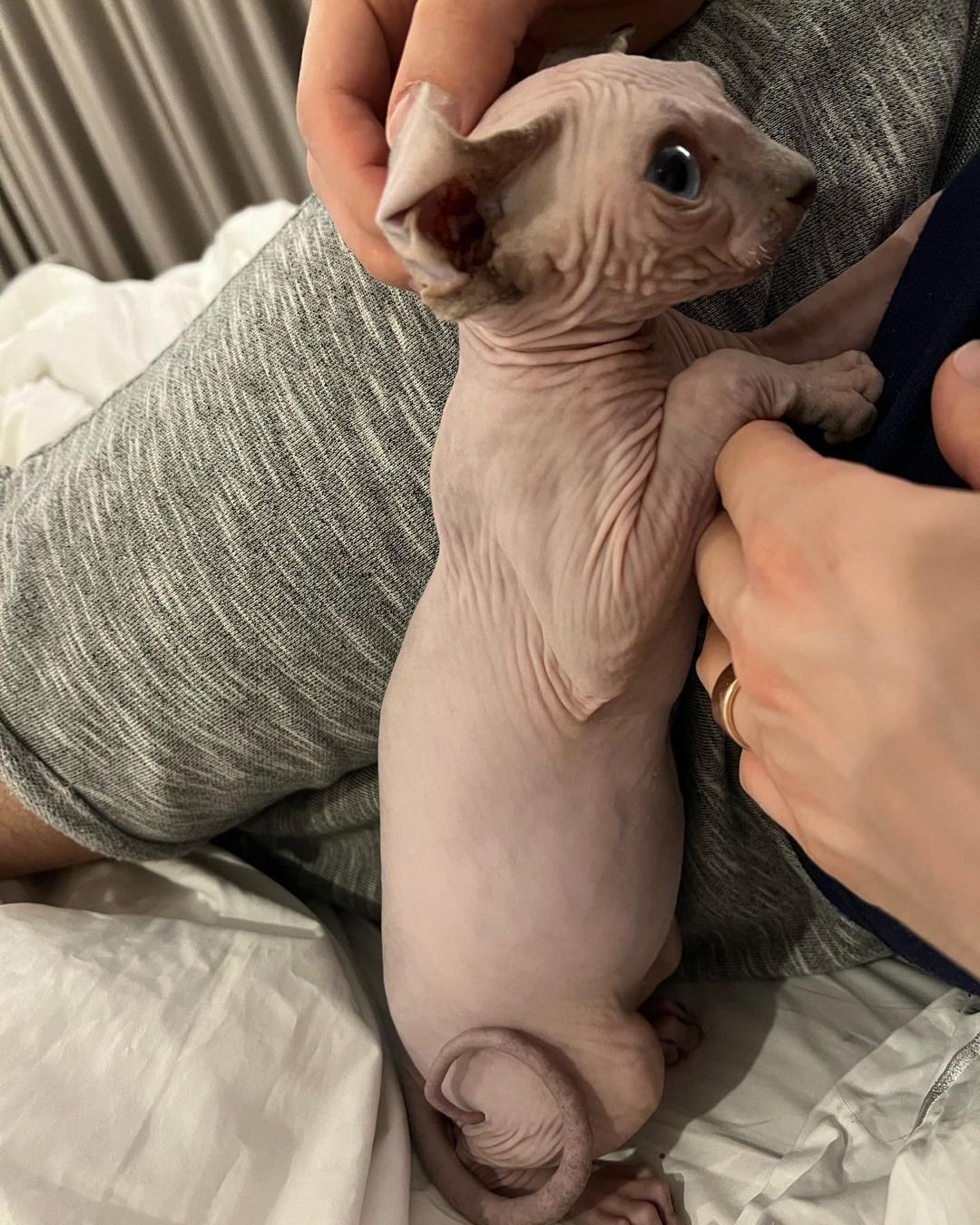 Siphynx kitten bobby for sale