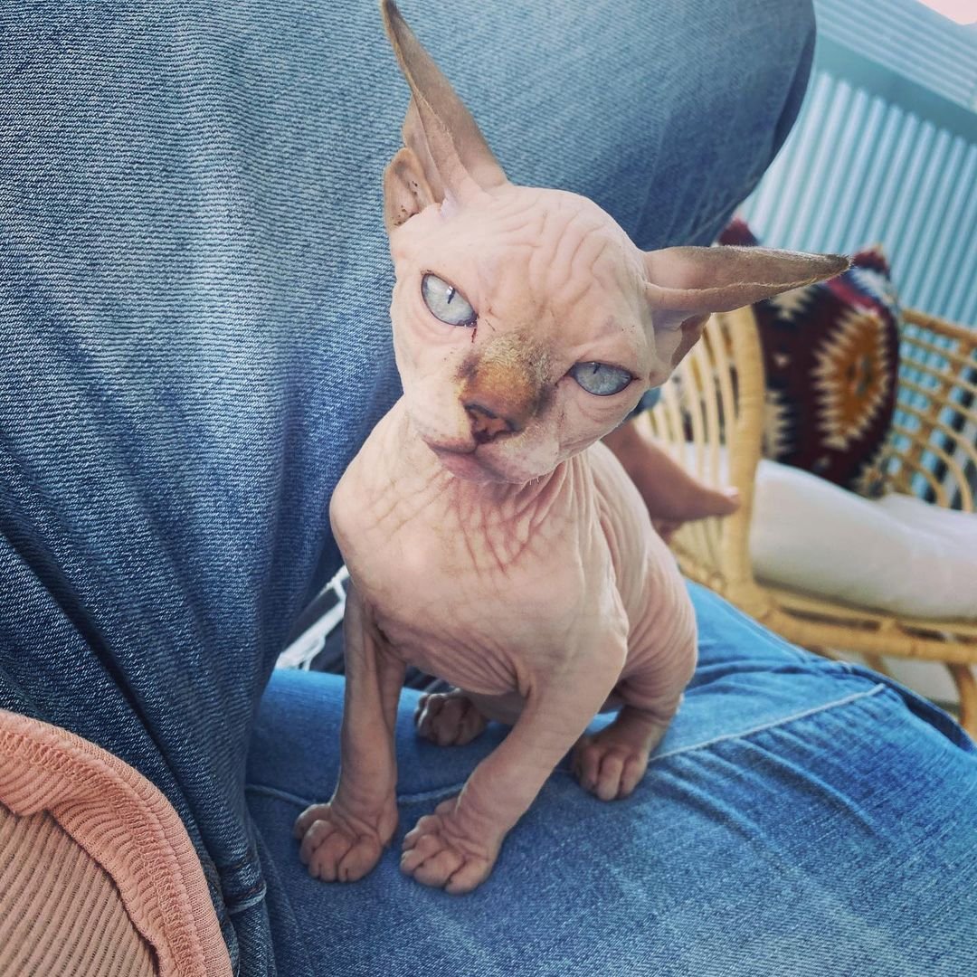 Siphynx kitten buddy for sale