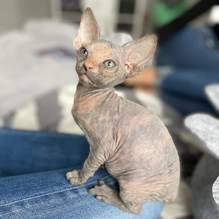 Sphynx kitten for sale South Africa