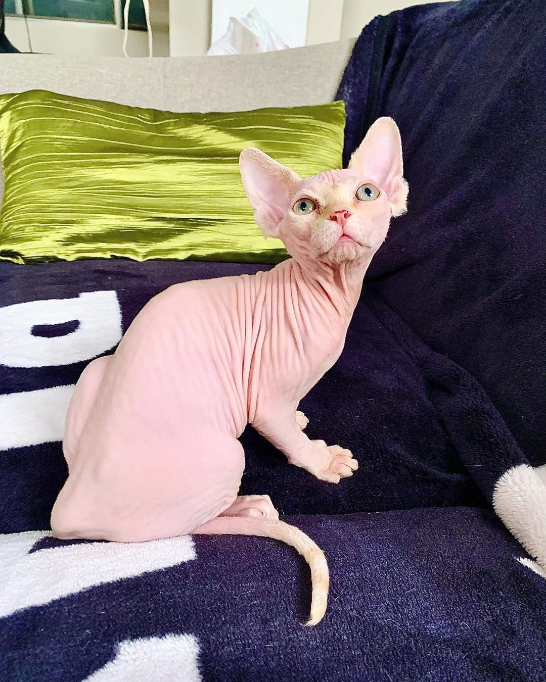 Sphynx kitten luna for sale