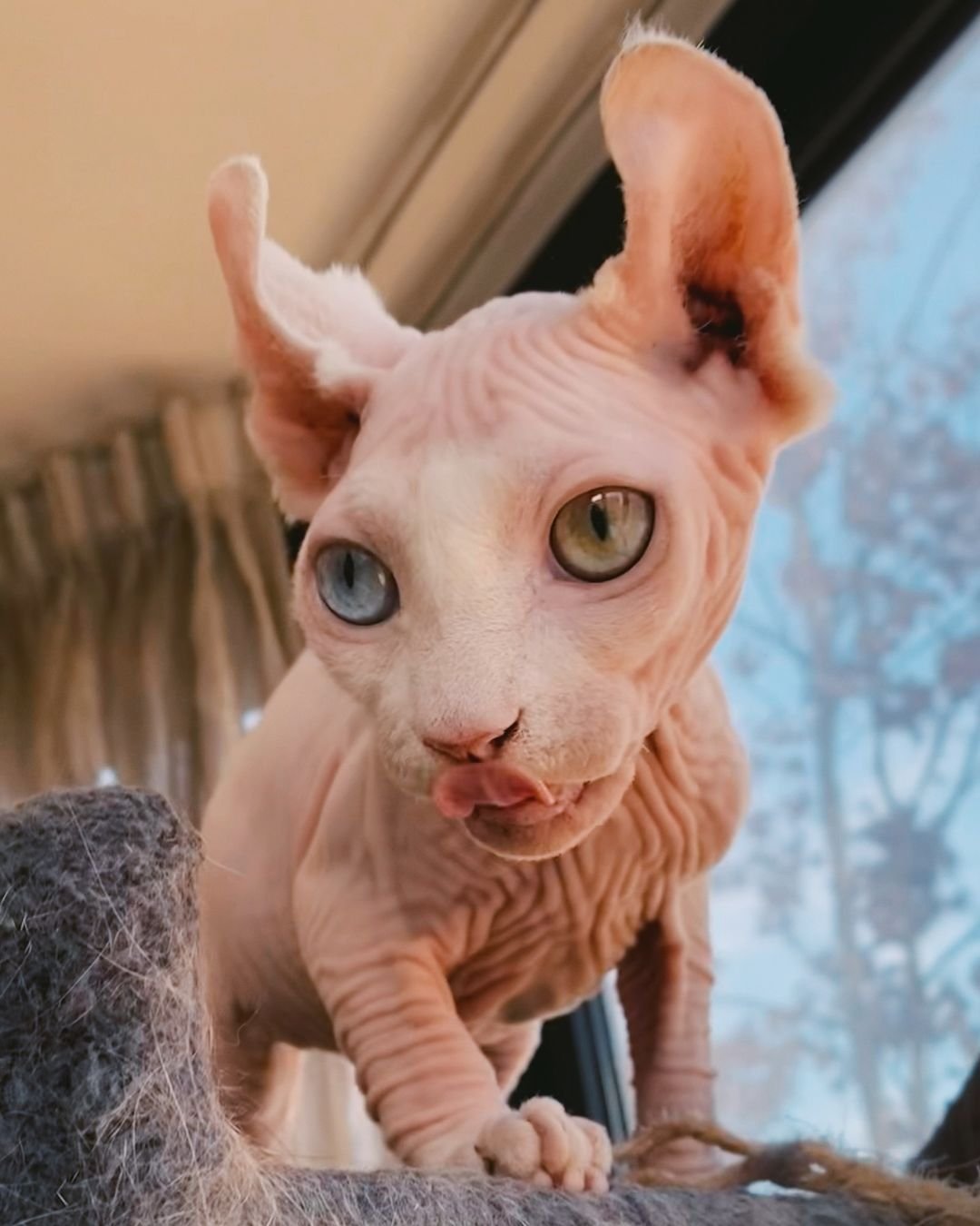 Sphynx kitten pearl for sale