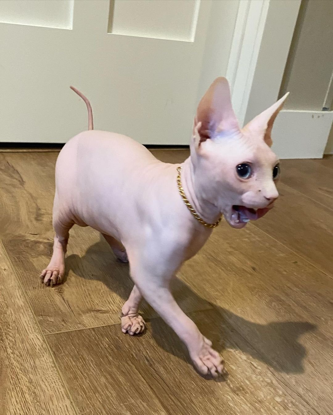 Sphynx kitten rolo for sale